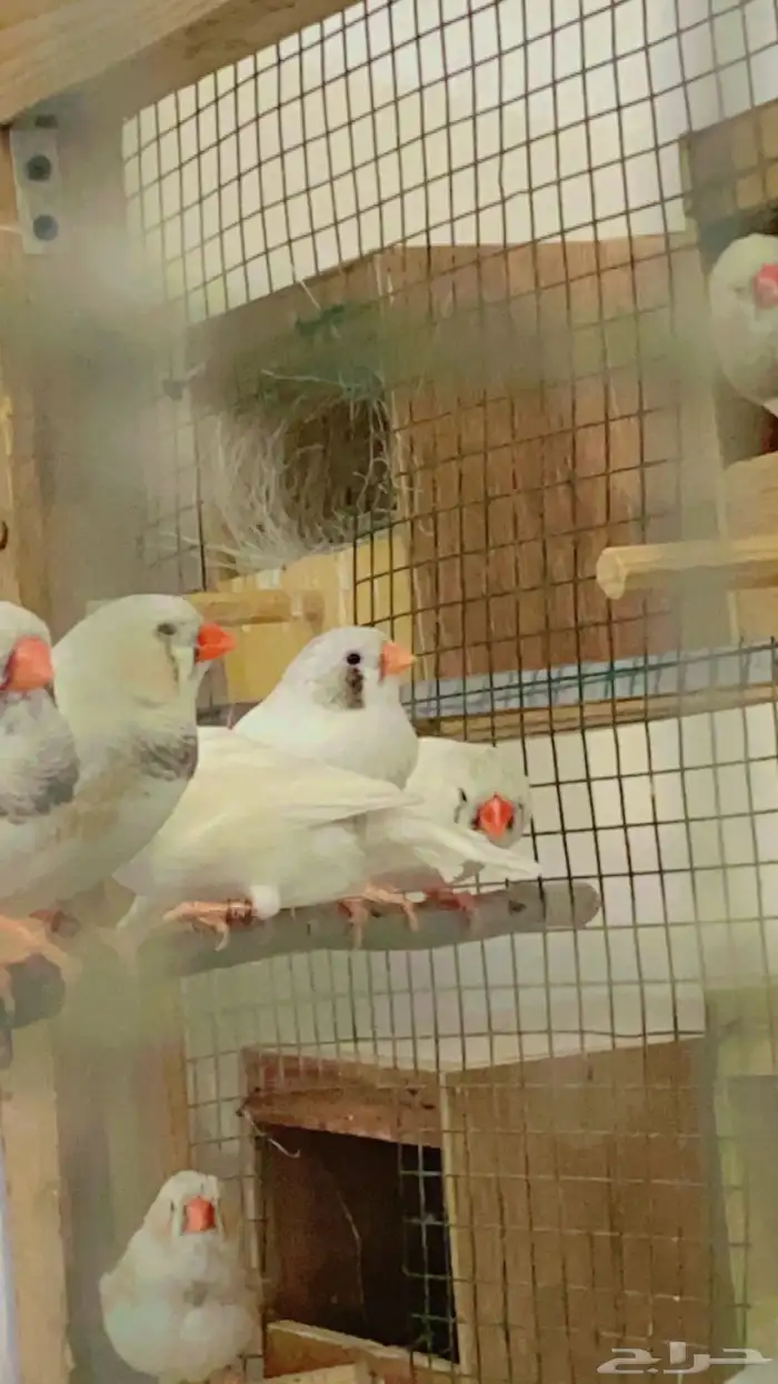 زيبرا انقلش فيها احجام والوان مختلفة للبيع 5