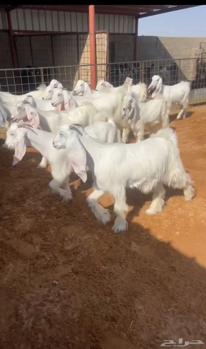 جفرات بيض صنف خصمم تم البيع 1