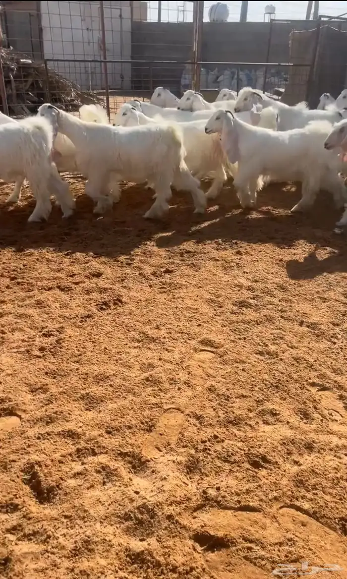 جفرات بيض صنف خصمم تم البيع 3