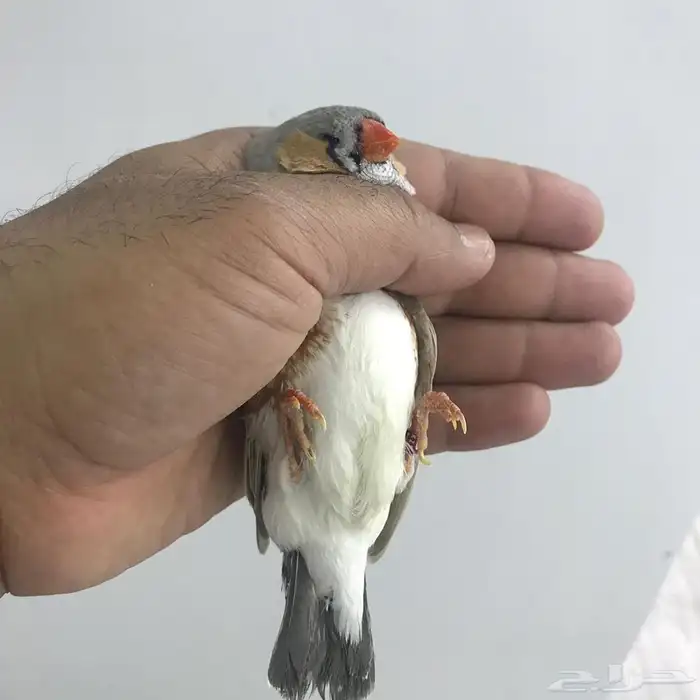 زيبرا انقلش فيها احجام والوان مختلفة للبيع 11