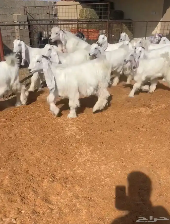 جفرات بيض صنف خصمم تم البيع 2