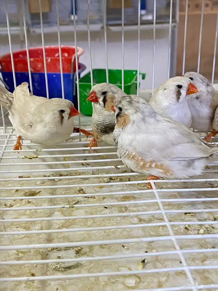 زيبرا انقلش فيها احجام والوان مختلفة للبيع 6