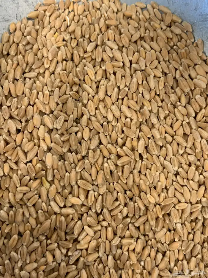 طحين معية ( بر معية ) 3