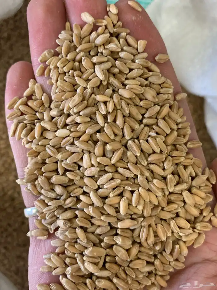 طحين معية ( بر معية ) 4