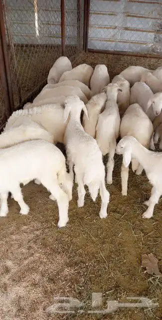 ذبايح مزرعة مرابي عسير 18