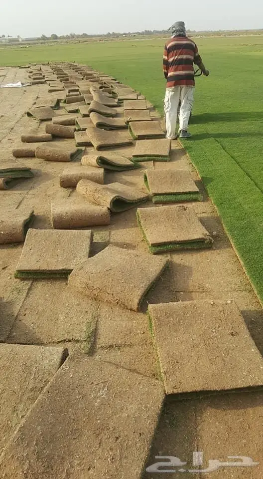 نجيل طببعي. سي 2000 و تنسق حدائق 4