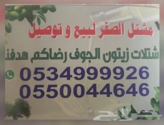 شتلات زيتون نبالي محسن من الجوف 0