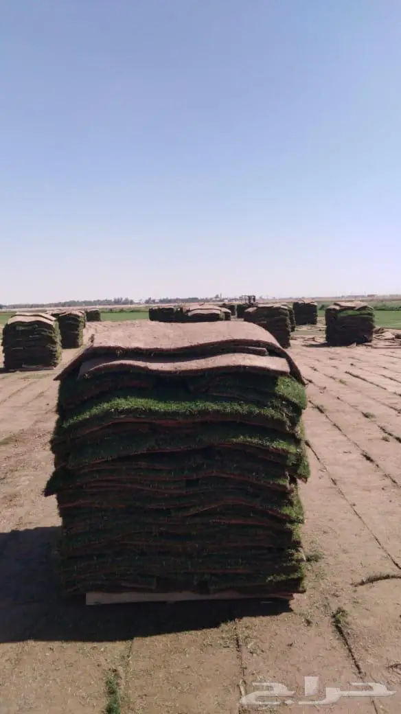 نجيل طببعي. سي 2000 و تنسق حدائق 0