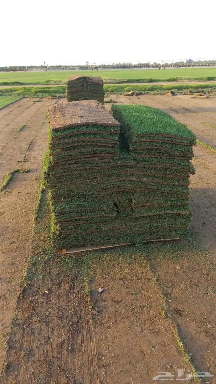 نجيل طببعي. سي 2000 و تنسق حدائق 7