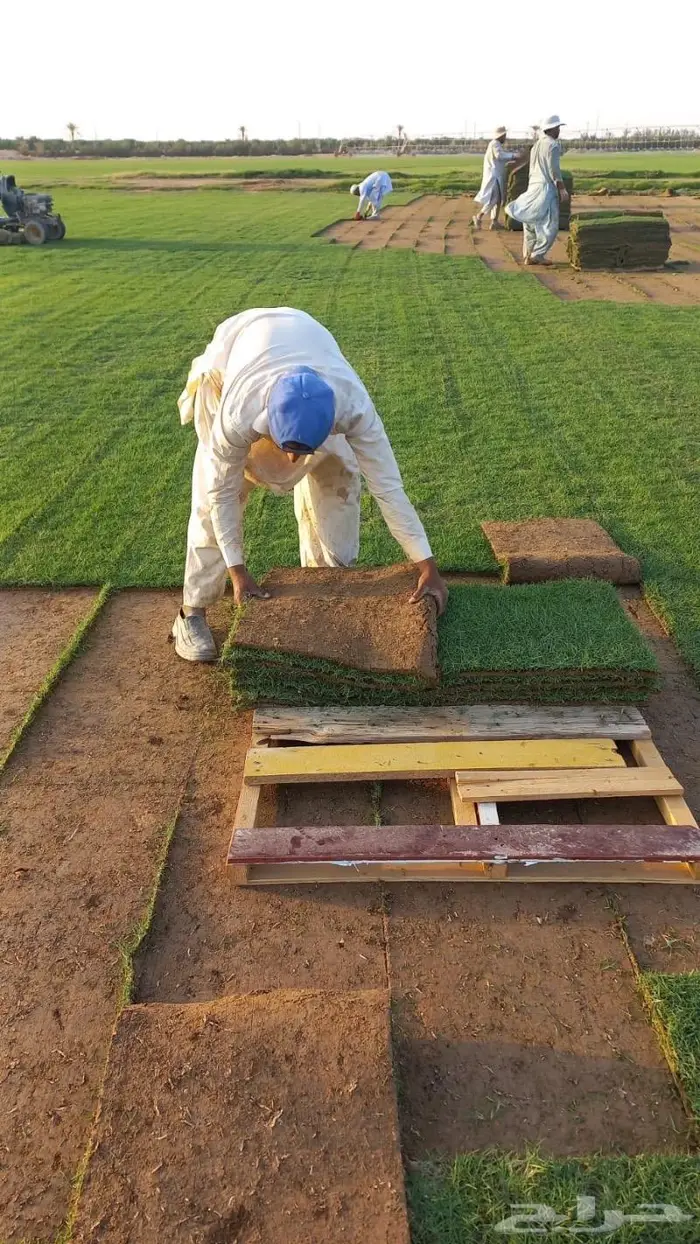 نجيل طببعي. سي 2000 و تنسق حدائق 9