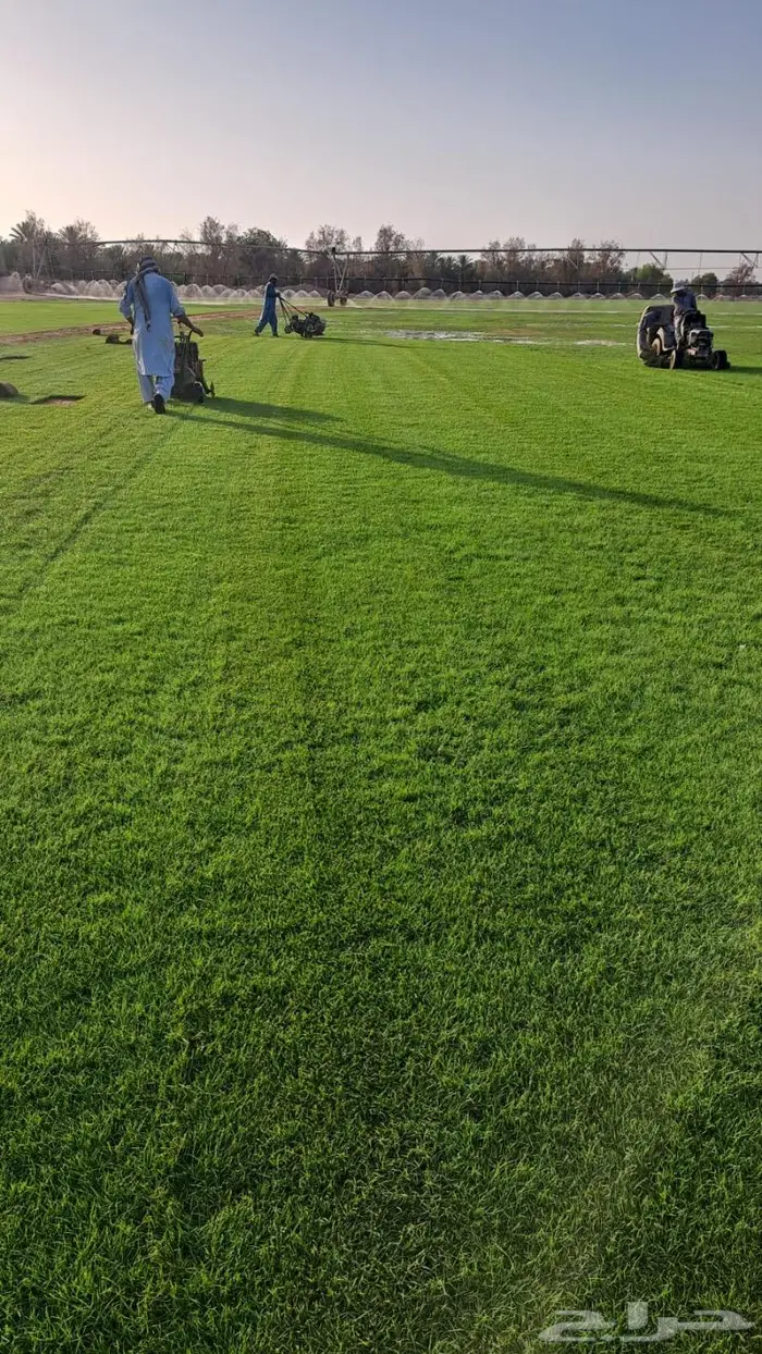 نجيل طببعي. سي 2000 و تنسق حدائق 11