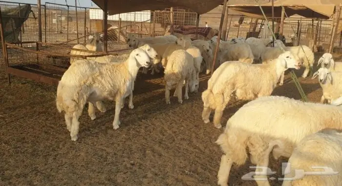 ذبايح حري سواكني تيوس مسلخ بالموقع مجهز شاهد التقييمات 3