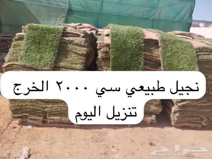 نجيل طببعي. سي 2000 و تنسق حدائق 5