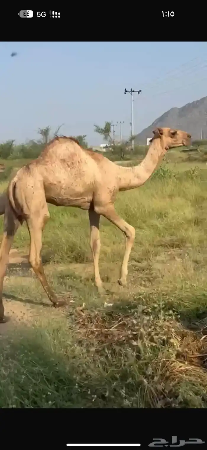 قعود وبكره 0