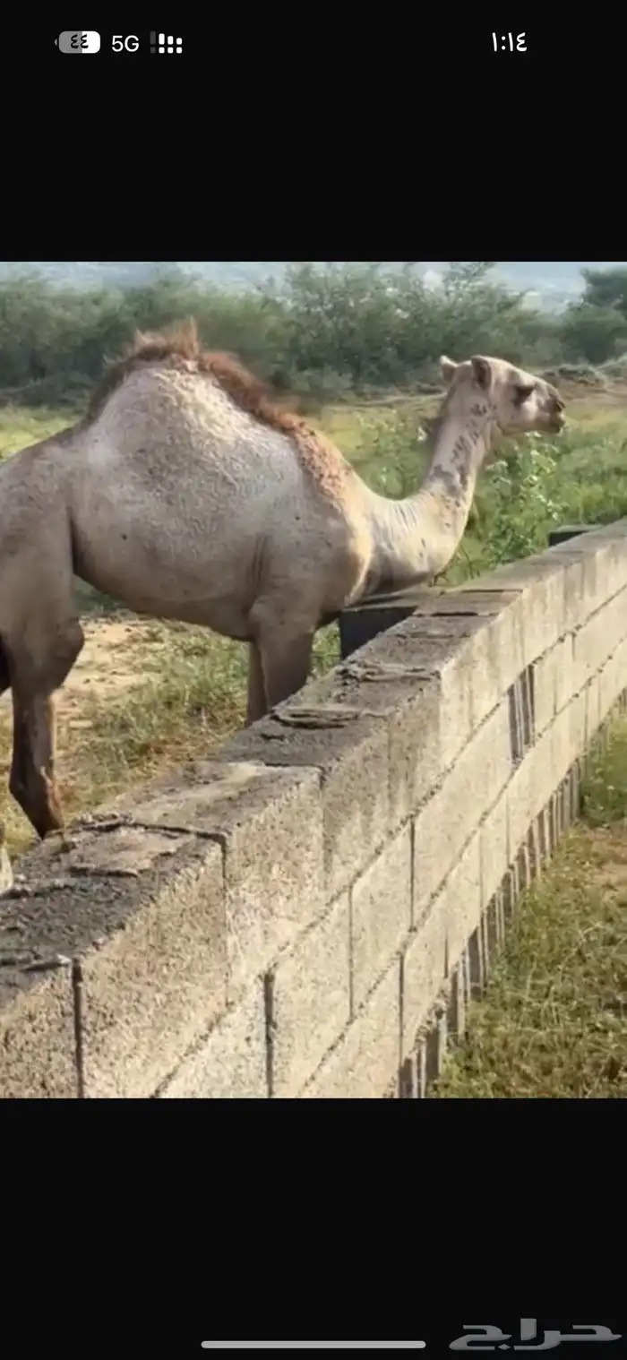 قعود وبكره 2
