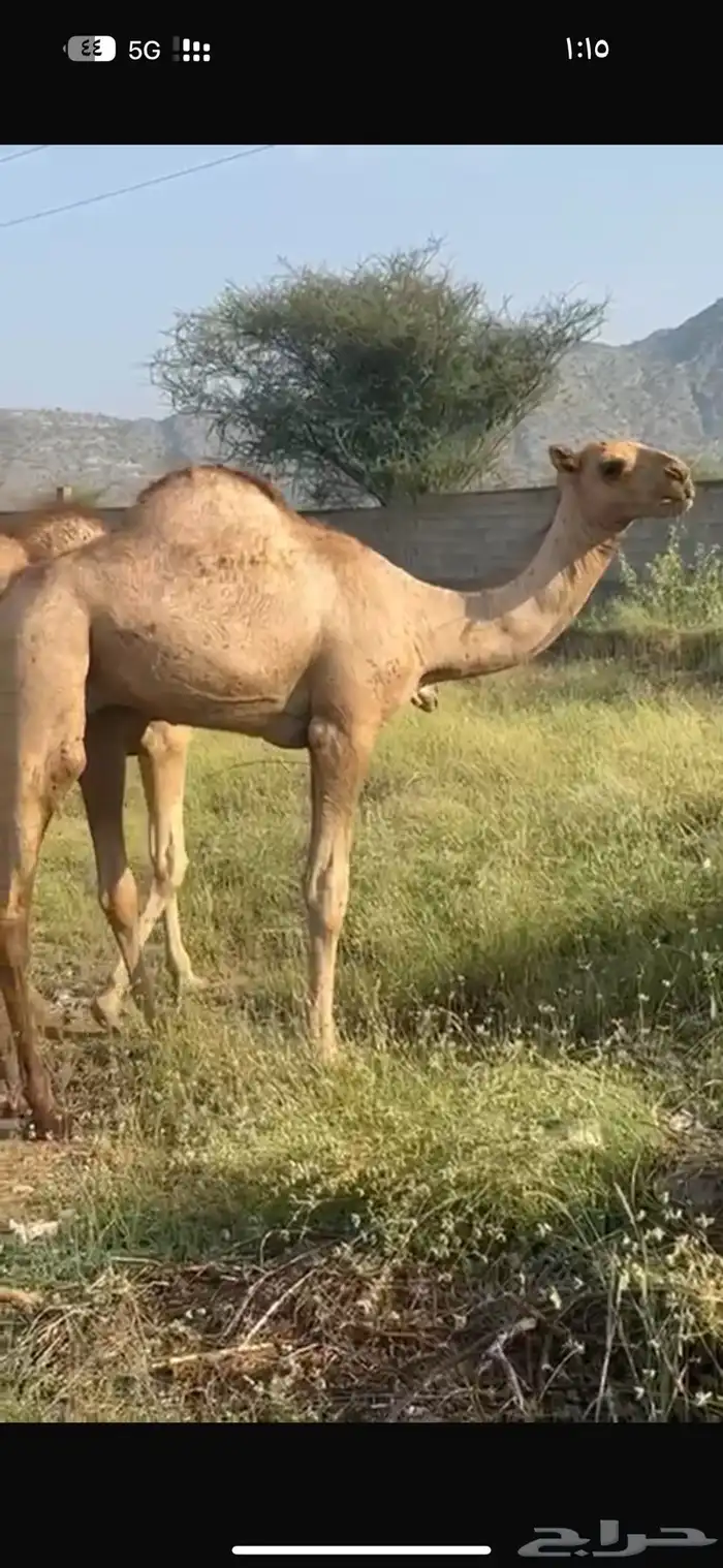 قعود وبكره 1