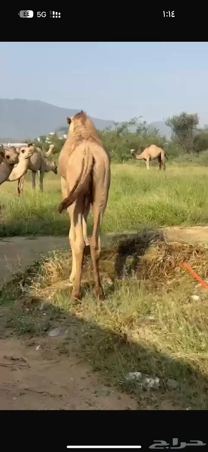 قعود وبكره 3