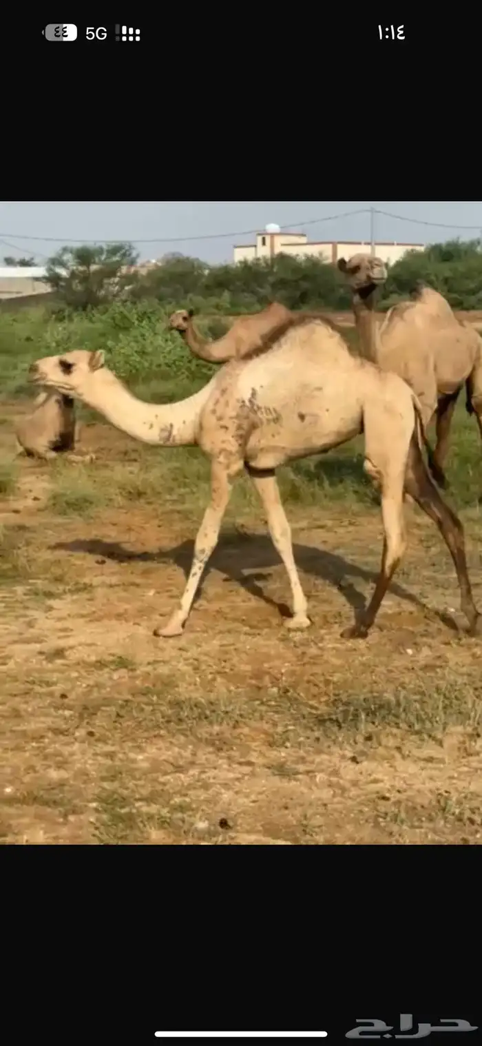 قعود وبكره 4