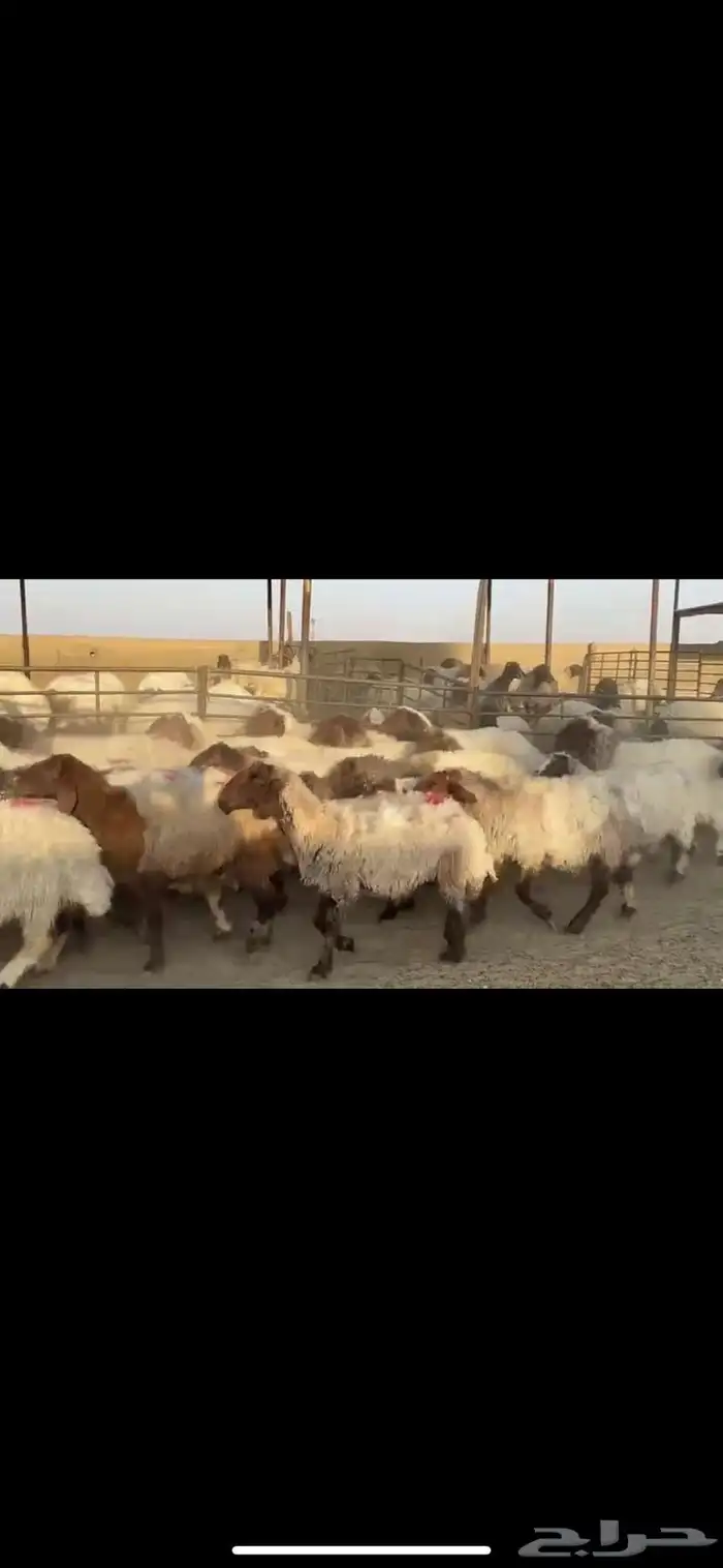 غنم نعيم دفيع 3