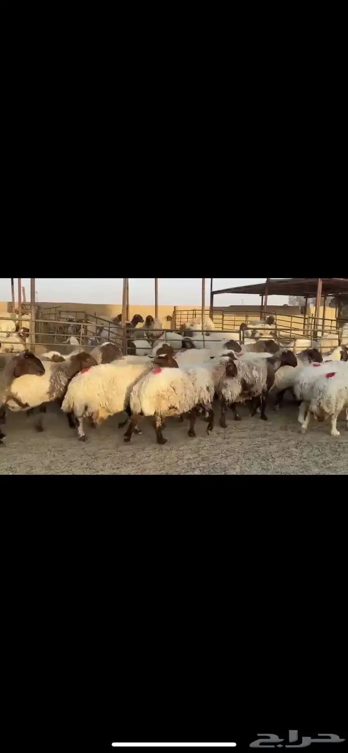 غنم نعيم دفيع 0