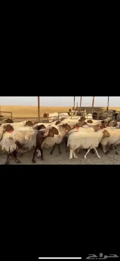 غنم نعيم دفيع 1