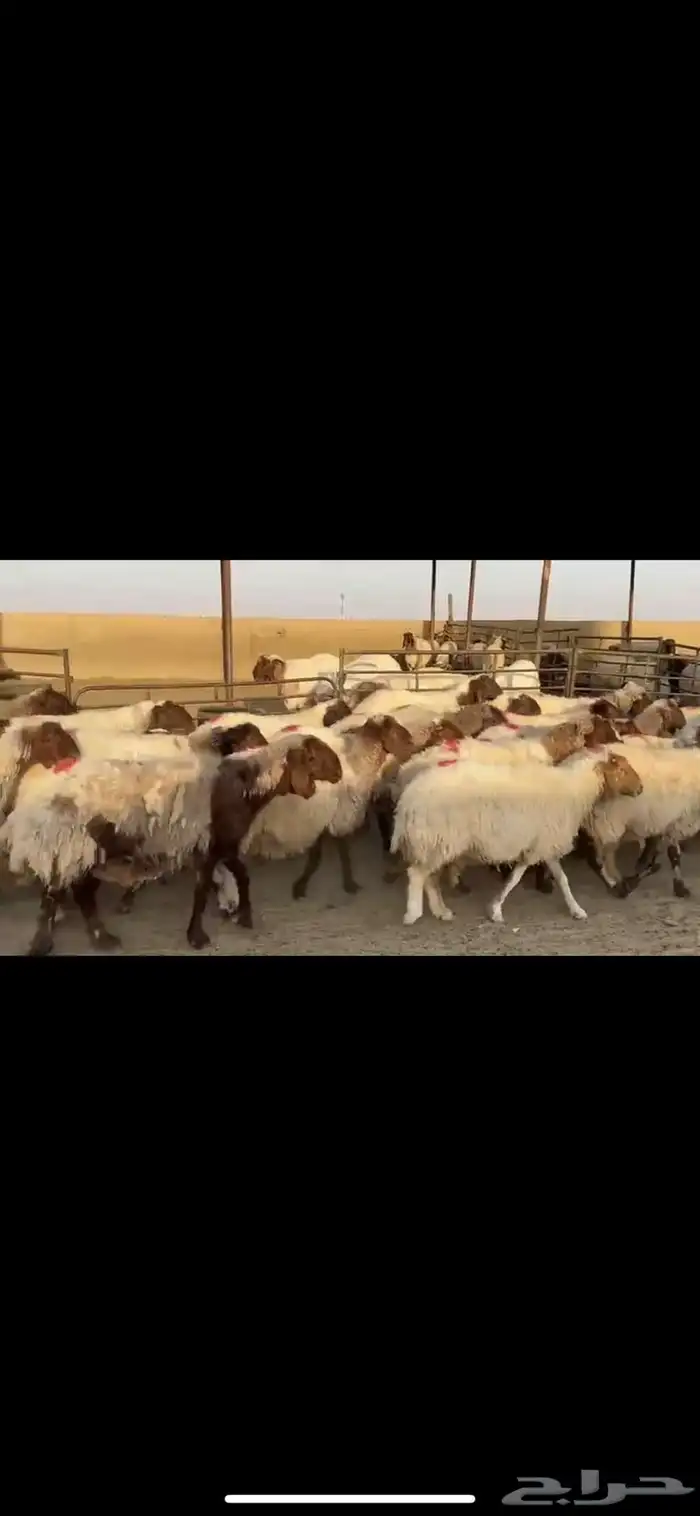 غنم نعيم دفيع 1