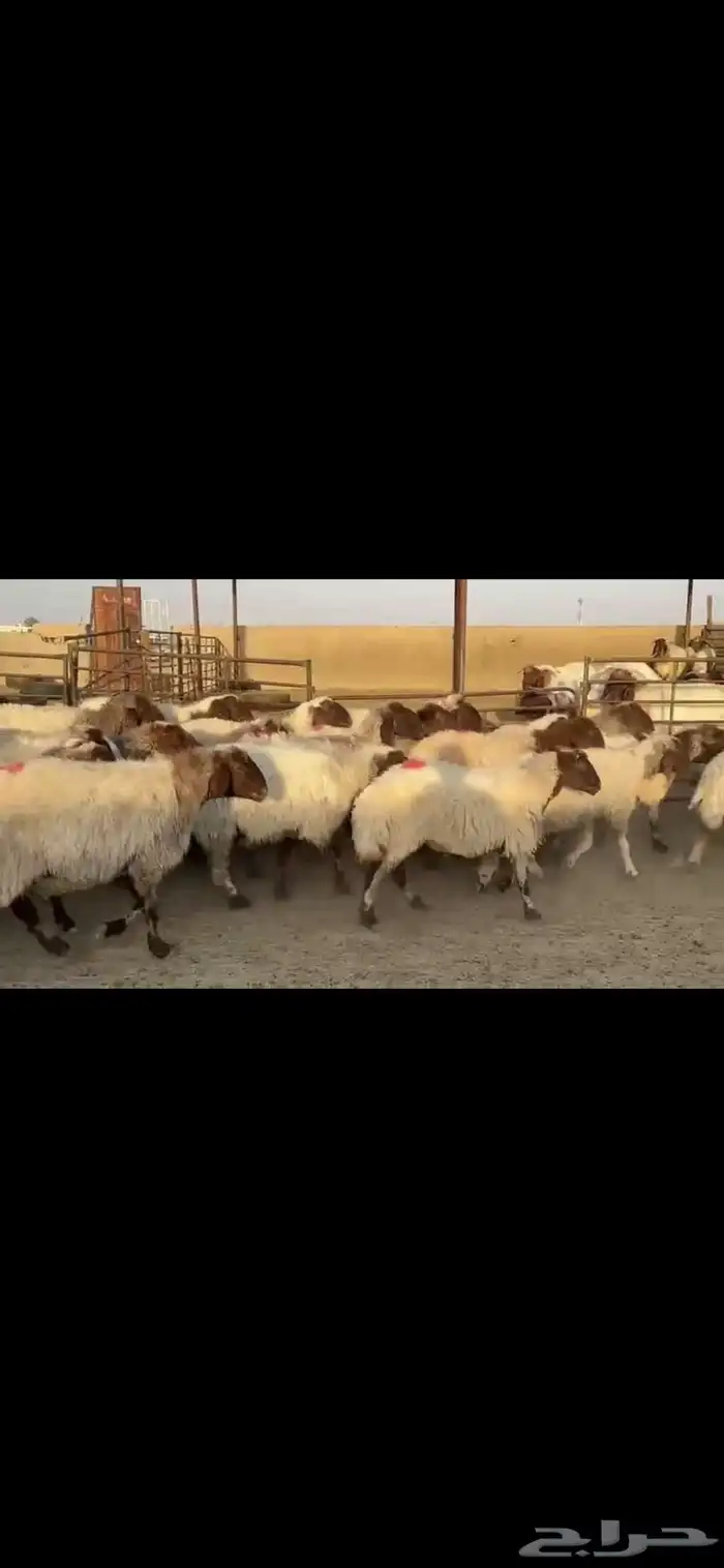 غنم نعيم دفيع 5