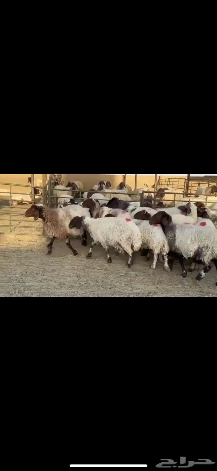 غنم نعيم دفيع 4