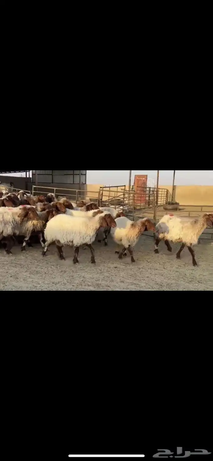 غنم نعيم دفيع 6