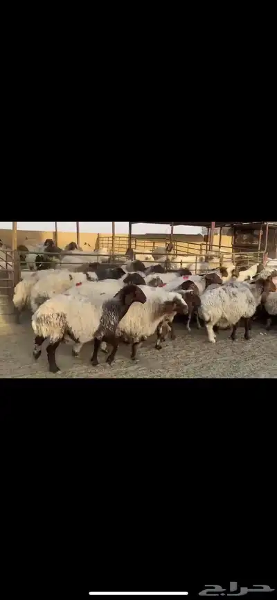 غنم نعيم دفيع 2