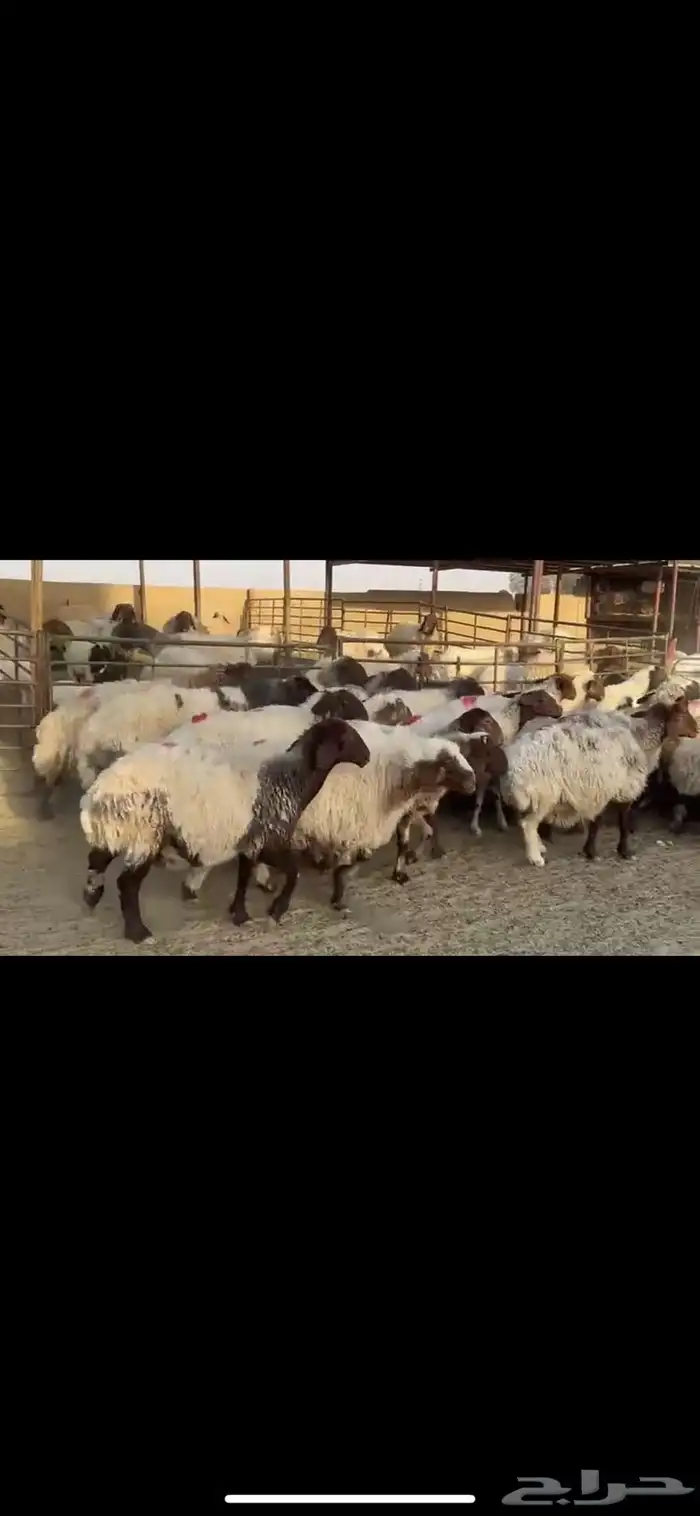 غنم نعيم دفيع 2