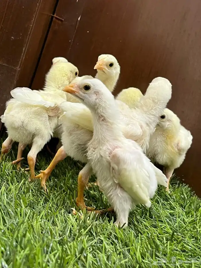 صوص دجاج سندي أبيض متوفر الآن 6