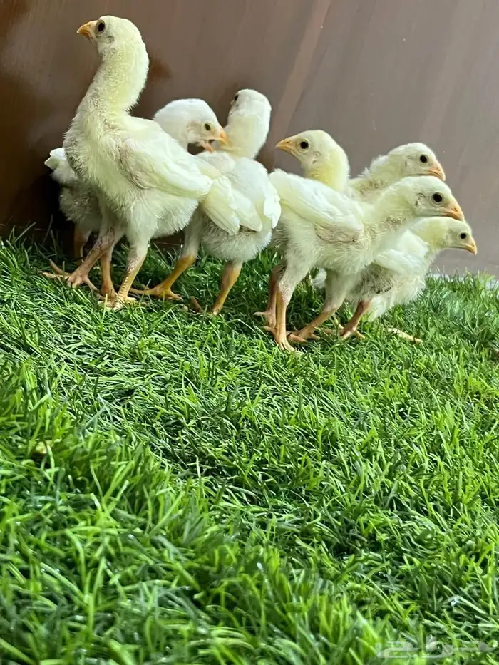 صوص دجاج سندي أبيض متوفر الآن 5