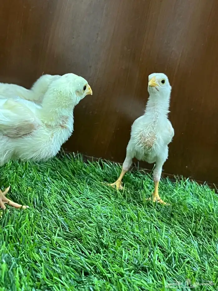 صوص دجاج سندي أبيض متوفر الآن 1