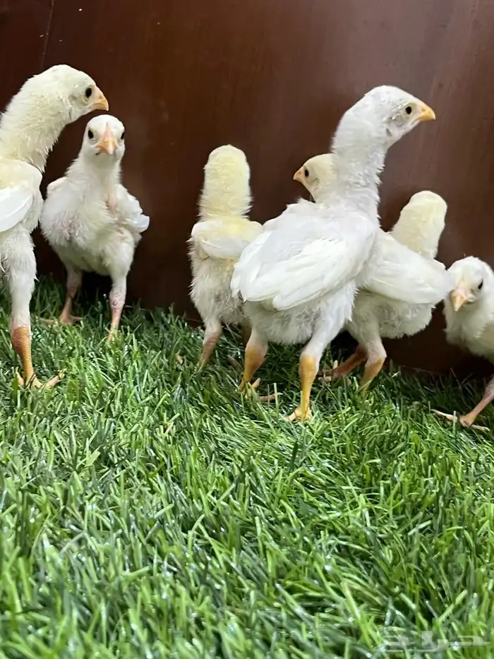 صوص دجاج سندي أبيض متوفر الآن 0