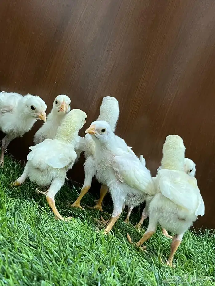 صوص دجاج سندي أبيض متوفر الآن 2