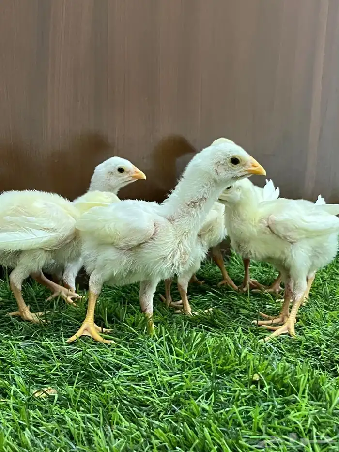 صوص دجاج سندي أبيض متوفر الآن 4