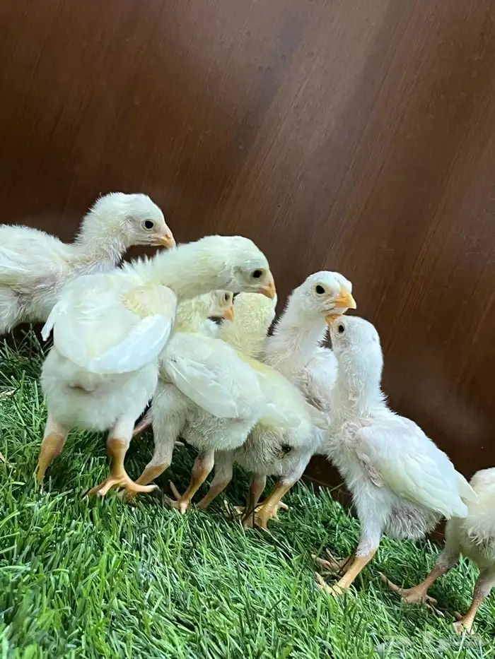 صوص دجاج سندي أبيض متوفر الآن 3