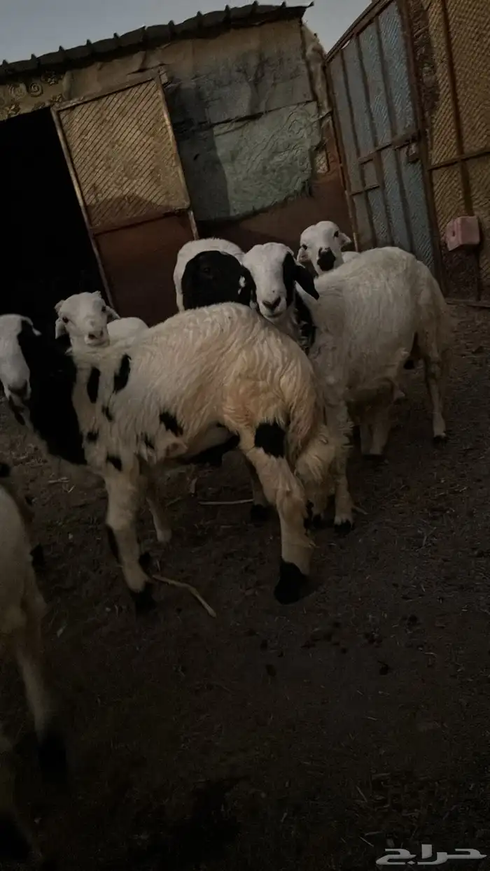 خرفان ذبايح 2