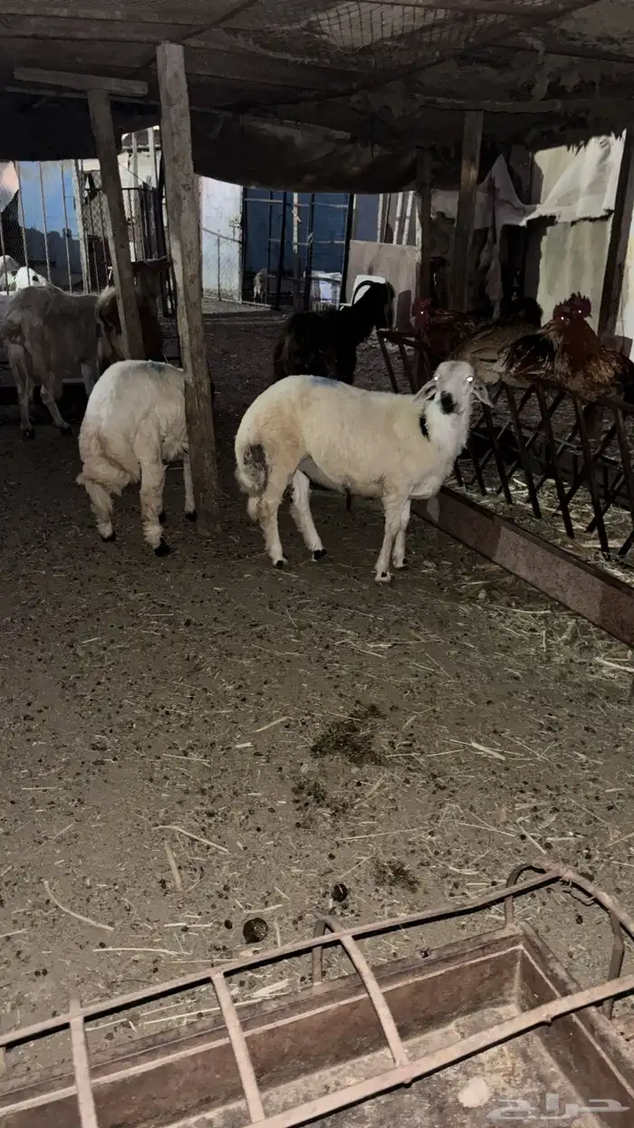 خرفان ذبايح 1