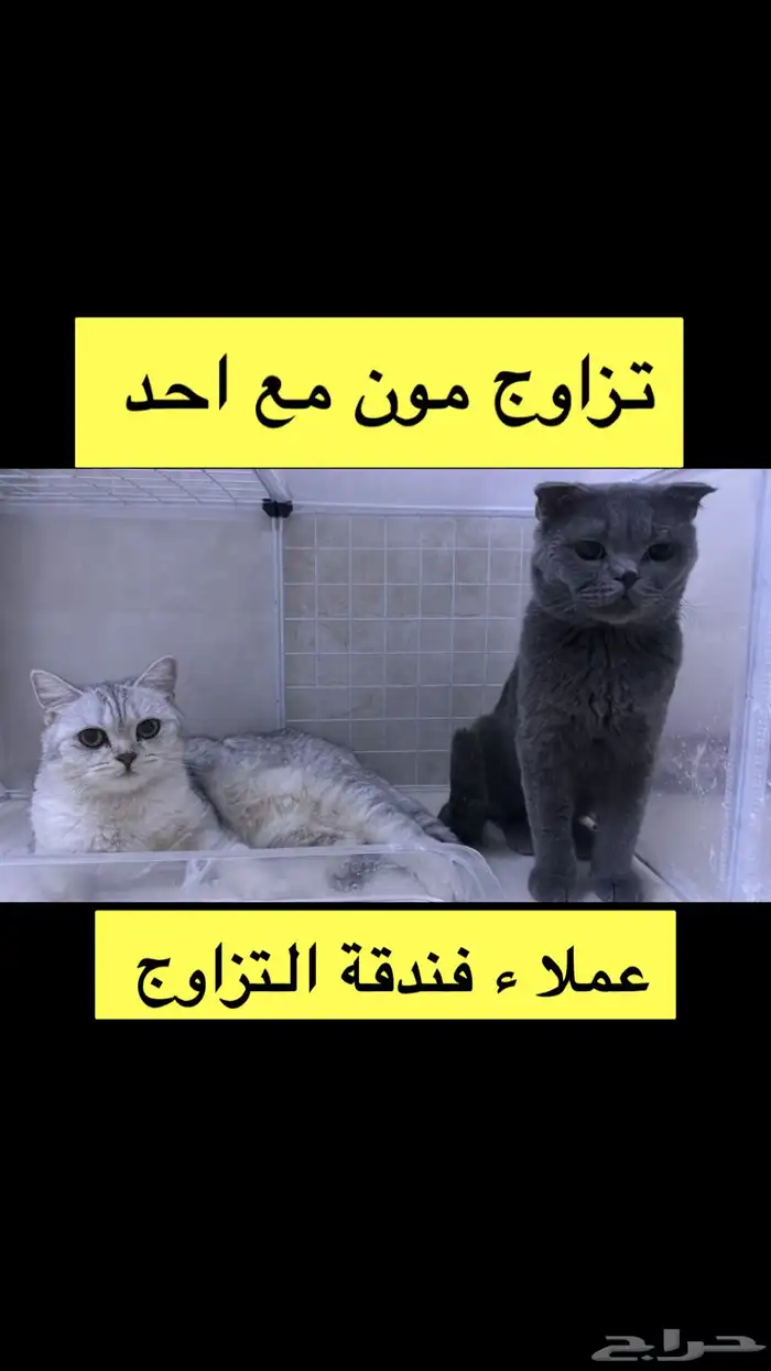 اسكوتش بلو منتج ذكر للبيع فولد 0