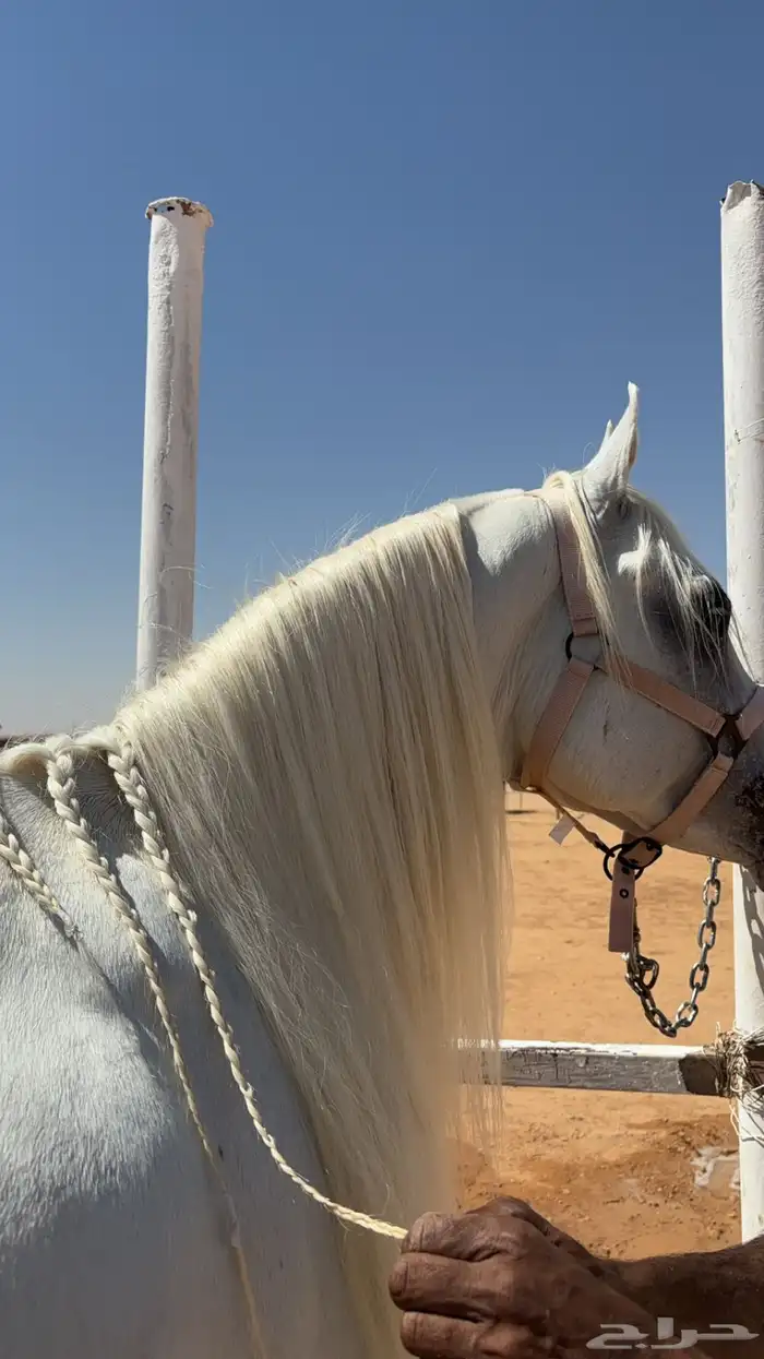 مربط الجوباء للخيل 13