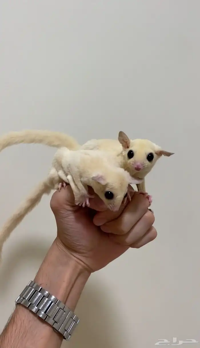 فرصة لراعين الشوقر قلايدر ابيض 5