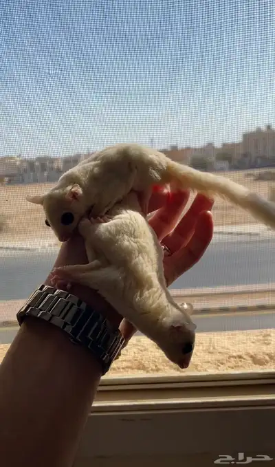 فرصة لراعين الشوقر قلايدر ابيض 1
