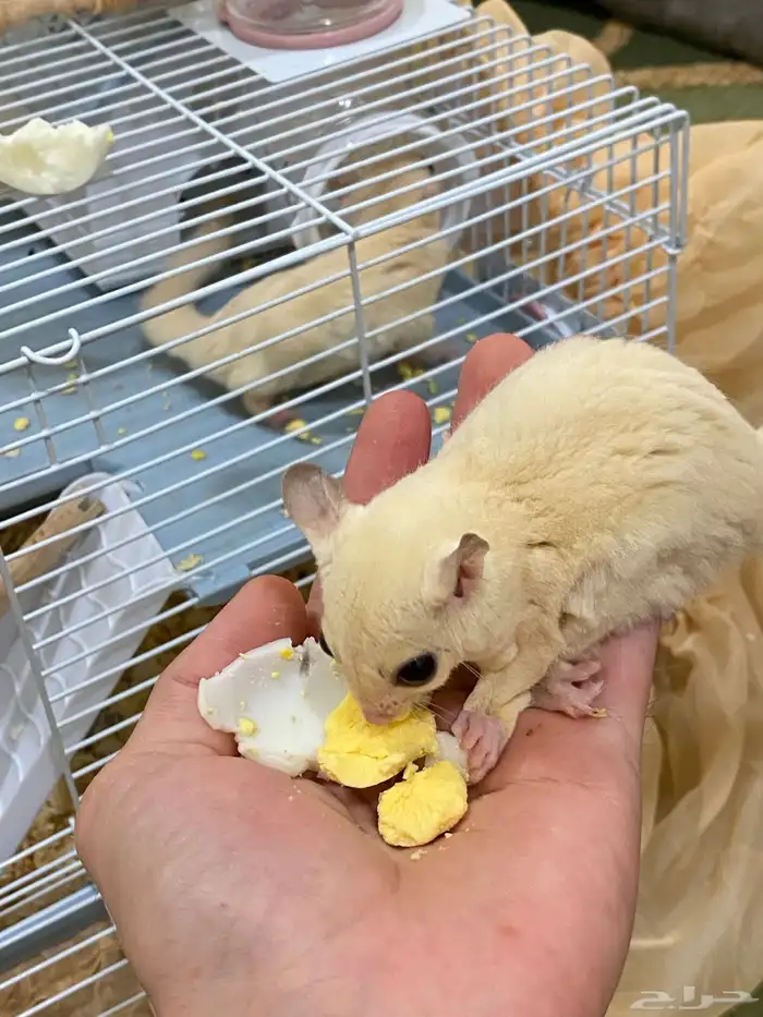 فرصة لراعين الشوقر قلايدر ابيض 10