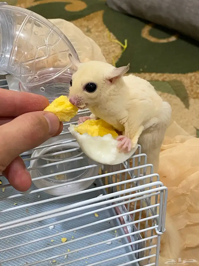 فرصة لراعين الشوقر قلايدر ابيض 9