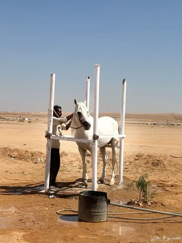 مربط الجوباء للخيل 12
