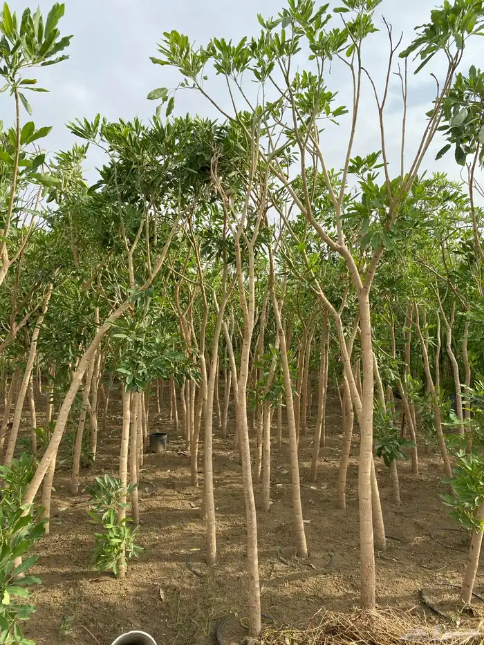 اشجار بسماكات ومقاسات حسب الطلب 8