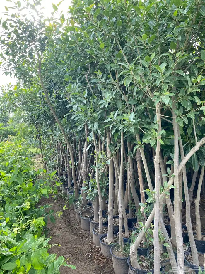 اشجار بسماكات ومقاسات حسب الطلب 9