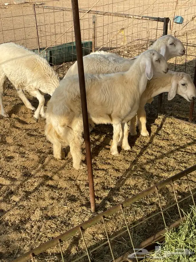 ذبايح حري طليان رخال جدة طريق بريمان يوجد صلخ و حجز 3